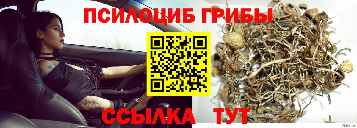 Галлюциногенные грибы Cubensis Кострома